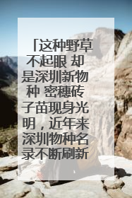 这种野草不起眼 却是深圳新物种 密穗砖子苗现身光明，近年来深圳物种名录不断刷新